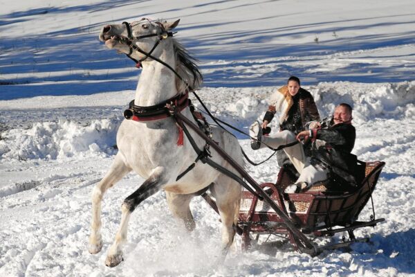 42-2___KumoterkiBT08-02_116-21x18