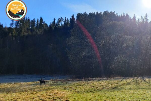 Łapsze Niżne - Leśna 6