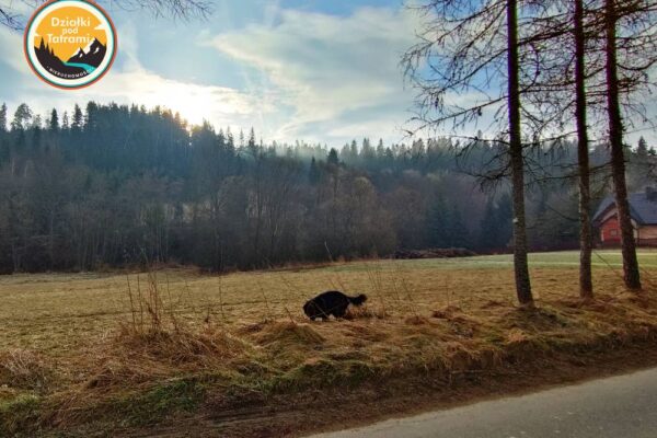 Łapsze Niżne - Leśna 8