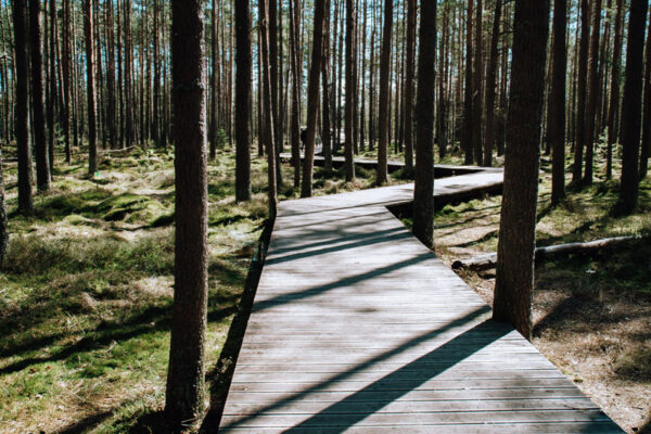 bor-na-czerwonem-0040